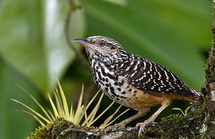 Band-backed wren WRENS