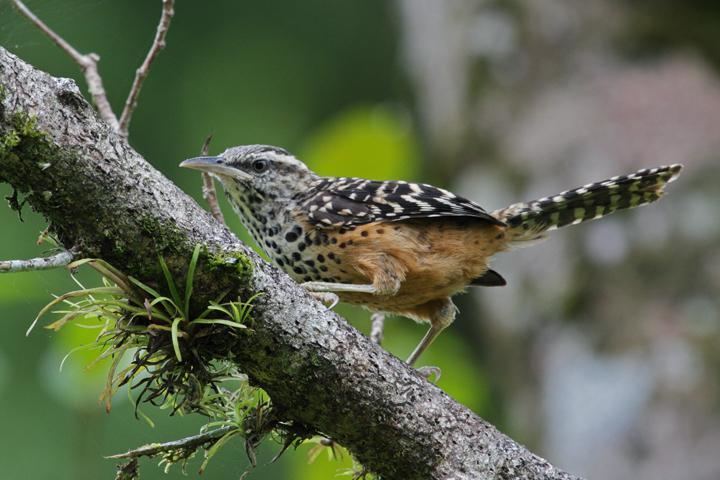 Band-backed wren Bandbacked Wren Campylorhynchus zonatus videos photos and sound