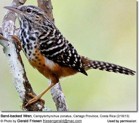 Band-backed wren httpswwwbeautyofbirdscomsitesdefaultfiles