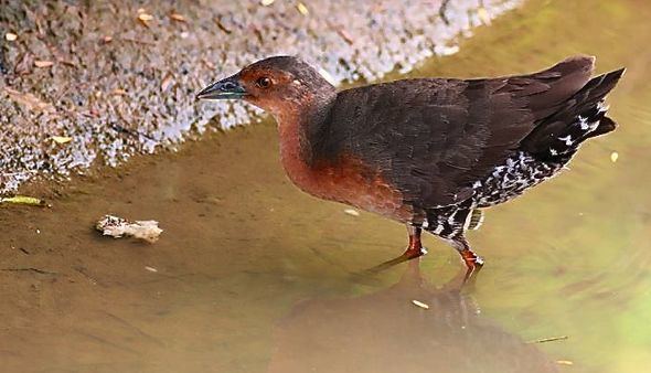 Band-bellied crake Second sighting of the Bandbellied Crake in Singapore Bird