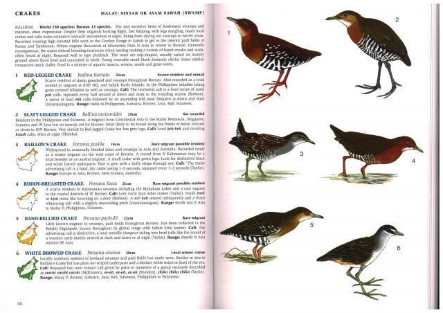 Band-bellied crake Bandbellied Crake at Phillipps Field Guide by PHILLIPPS Field