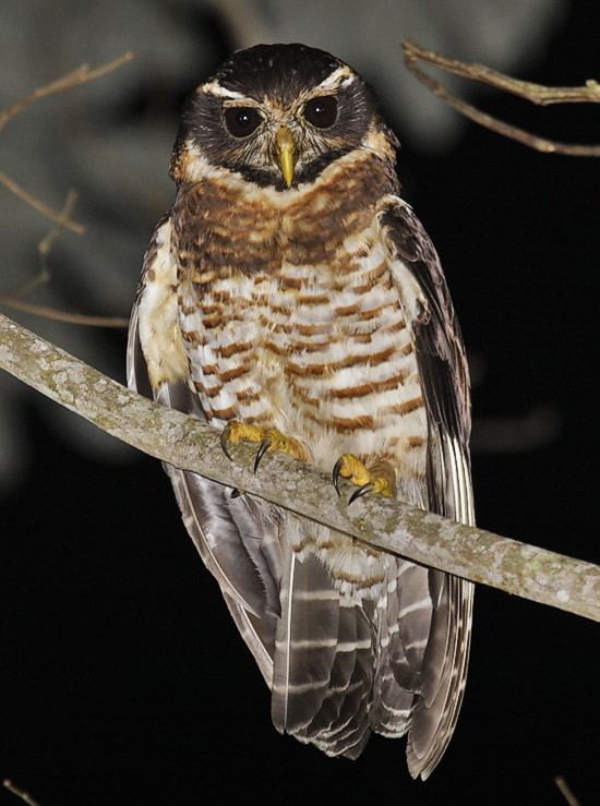 Band-bellied owl Surfbirds Online Photo Gallery Search Results