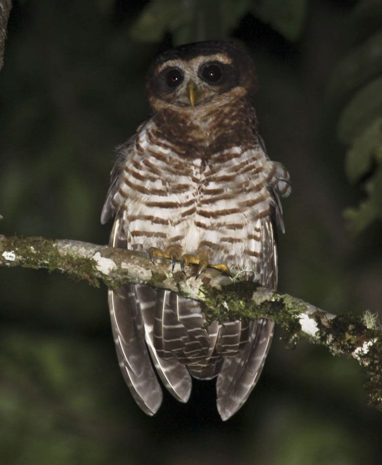 Band-bellied owl Bandbellied owl Wikipedia