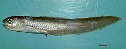 Band cusk-eel httpsuploadwikimediaorgwikipediacommonsthu