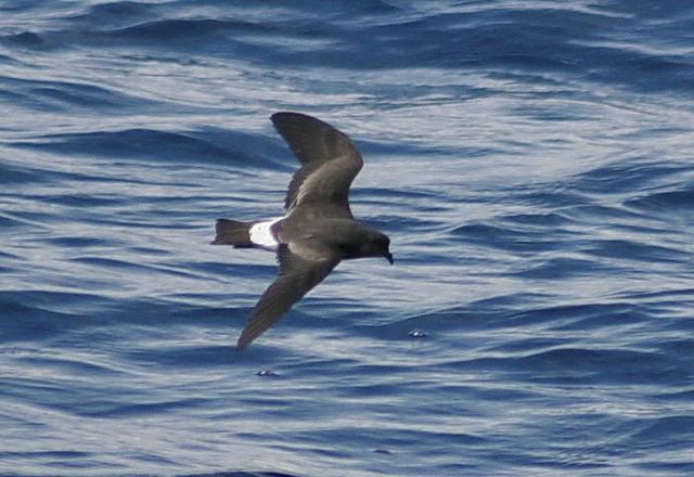 Band-rumped storm petrel Kauai Endangered Seabird Recovery Project Bandrumped StormPetrel