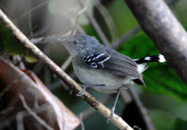 Band-tailed antbird wwwmangoverdecomwbgimages00000016774jpg
