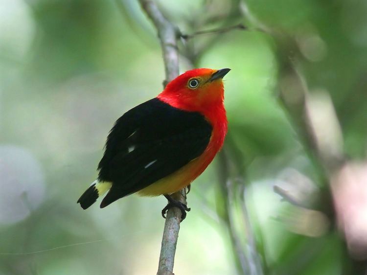Band-tailed manakin NE Brazil Bandtailed Manakin This male of this species l Flickr