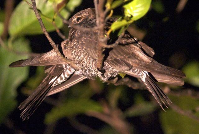 Band-tailed nighthawk Bandtailed Nighthawk Nyctiprogne leucopyga videos photos and