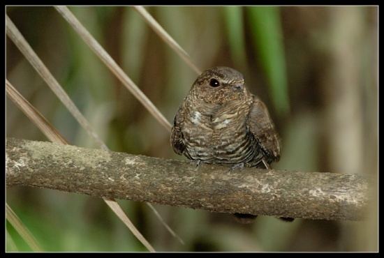 Band-tailed nighthawk Bandtailed Nighthawk BirdForum Opus