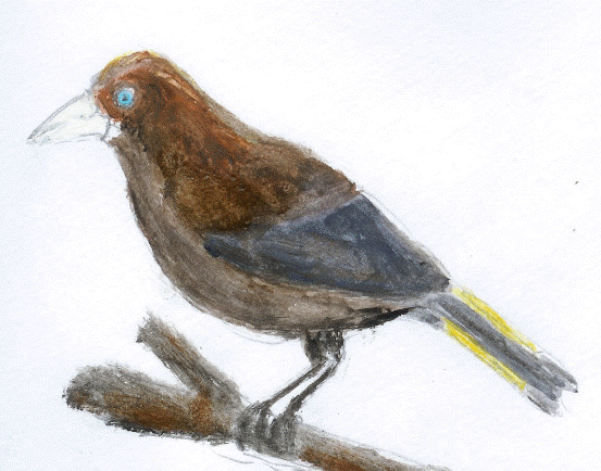 Band-tailed oropendola worldbirdseualbum5bandtailedoropendolagif