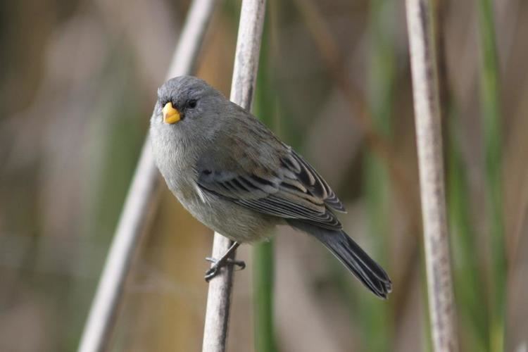 Band-tailed seedeater Photos of Bandtailed Seedeater Catamenia analis the Internet