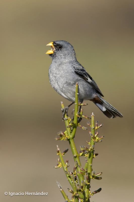 Band-tailed seedeater Bandtailed Seedeater Catamenia analis videos photos and sound
