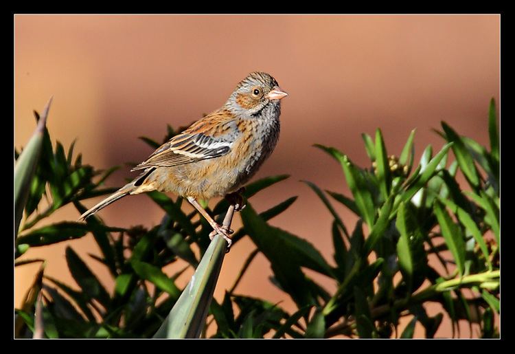 Band-tailed seedeater PERL7386jpgm1289061675