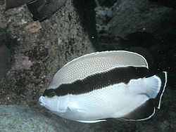 Banded angelfish Banded angelfish Wikipedia