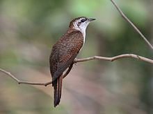 Banded bay cuckoo httpsuploadwikimediaorgwikipediacommonsthu