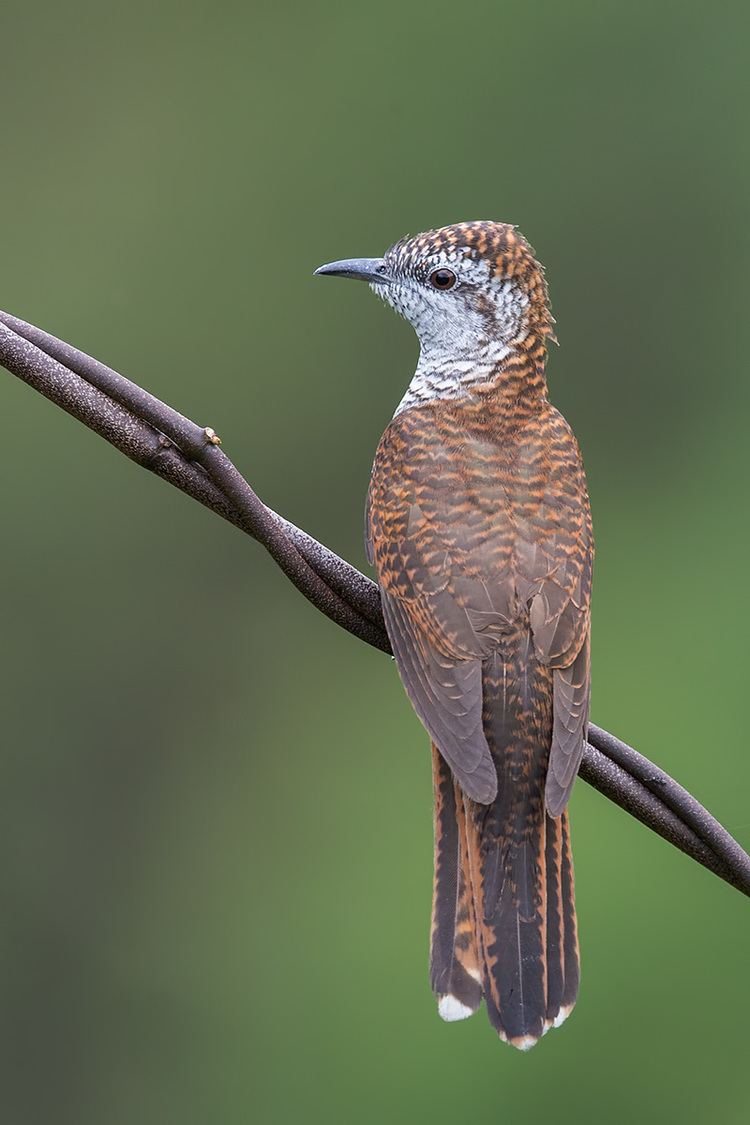 Banded bay cuckoo Banded Bay Cuckoo in Singapore Francis Yap Nature Photography