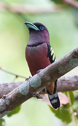 Banded broadbill httpsuploadwikimediaorgwikipediacommonsthu