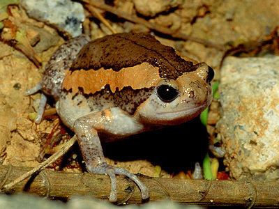 Banded bullfrog wwwecologyasiacomimagesabcbandedbullfrog332