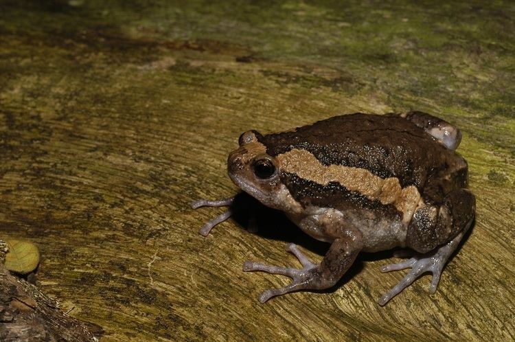 Banded bullfrog Real Monstrosities Banded Bull Frog