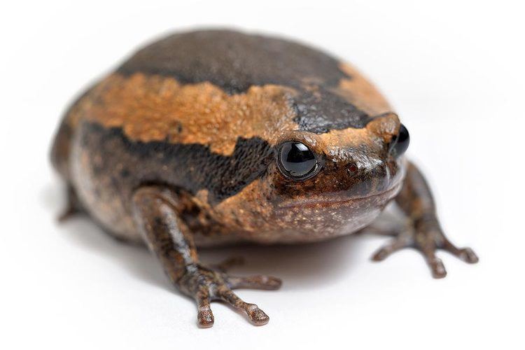 Banded bullfrog Frogs species profile page