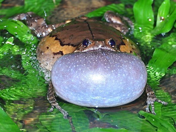 Banded bullfrog - Alchetron, The Free Social Encyclopedia