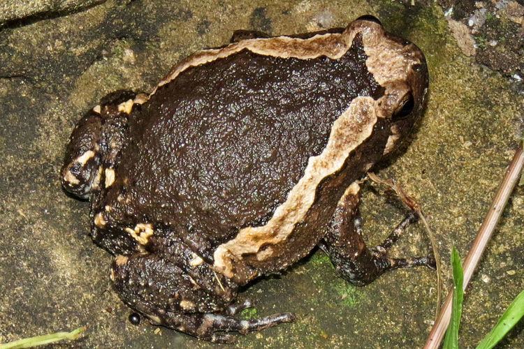 Banded bullfrog Banded bullfrog Wikipedia