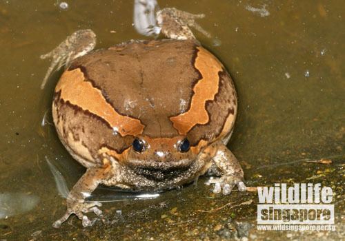 Banded bullfrog Wildlife Singapore Banded Bull Frog