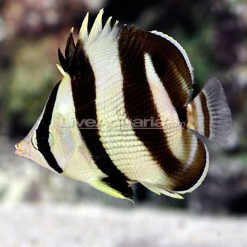 Banded butterflyfish wwwliveaquariacomimagescategoriesproduct0923