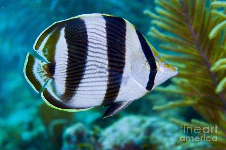 Banded butterflyfish Banded Butterfly Fish Tropical Fish I39ve Seen in Costa Rica