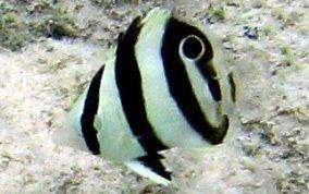 Banded butterflyfish Banded Butterflyfish Chaetodon striatus Caribbean Fish