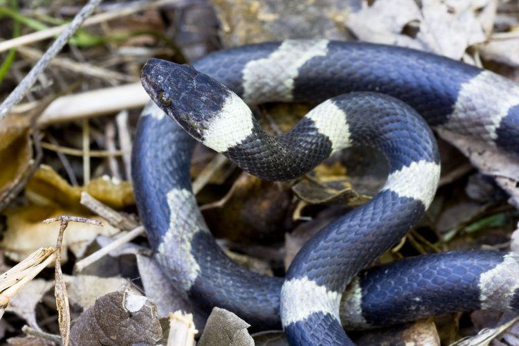 Banded cat-eyed snake Blackbanded cateyed snake Leptodeira nigrofasciata Flickr