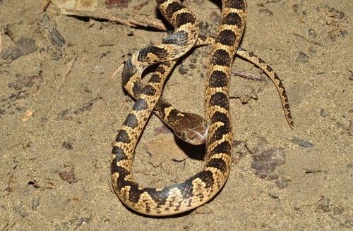 Banded cat-eyed snake Banded CatEyed Snake Facts and Pictures Reptile Fact