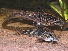 Banded corydoras httpsuploadwikimediaorgwikipediacommonsthu