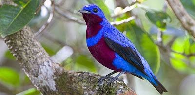Banded cotinga The Blueraspberry Banded Cotinga Featured Creature