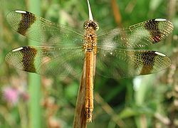 Banded darter (dragonfly) httpsuploadwikimediaorgwikipediacommonsthu