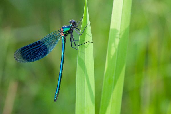 Banded demoiselle Dave Kilbey Photography Dragonfly and damselfly images Banded