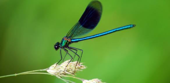 Banded demoiselle The Wildlife Trusts