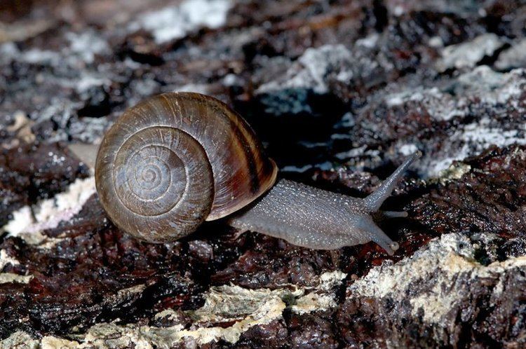 Banded Dune Snail, Helminthoglypta walkeriana.jpg photo - Stuart Wilson  photos at pbase.com