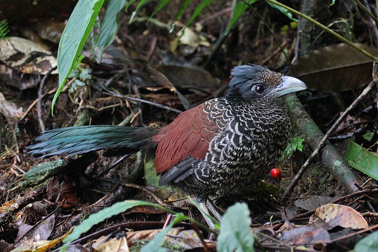 Banded ground cuckoo Surfbirds Online Photo Gallery Search Results