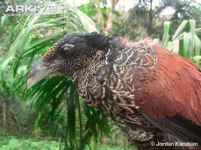 Banded ground cuckoo Banded groundcuckoo videos photos and facts Neomorphus