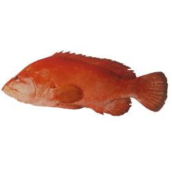 Banded grouper https2imimgcomdata2LDATMY4693989tomato