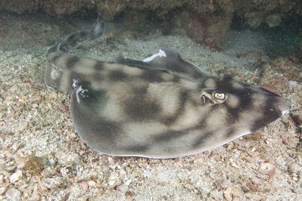 Banded guitarfish Banded Guitarfish Pictures images of Zapteryx exasperata