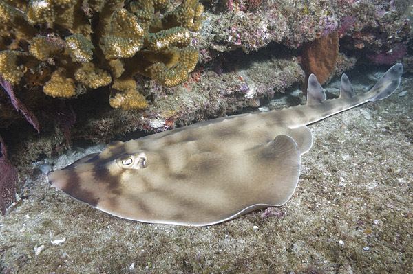 Banded guitarfish Banded Guitarfish Information and pictures Zapteryx exasperata info
