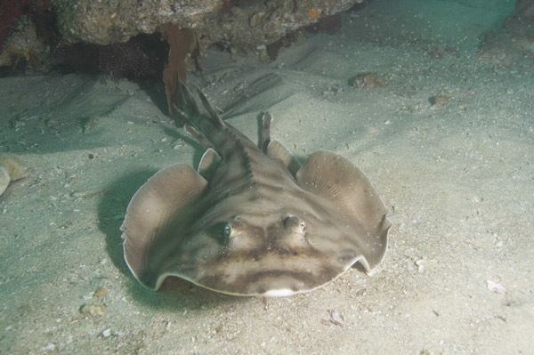 Banded guitarfish Chasing Rays in Baja California Sur a road trip through baja to
