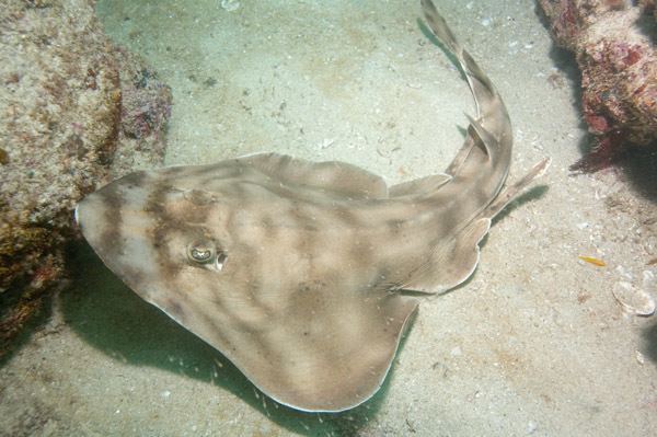 Banded guitarfish Banded Guitarfish Information and pictures Zapteryx exasperata info