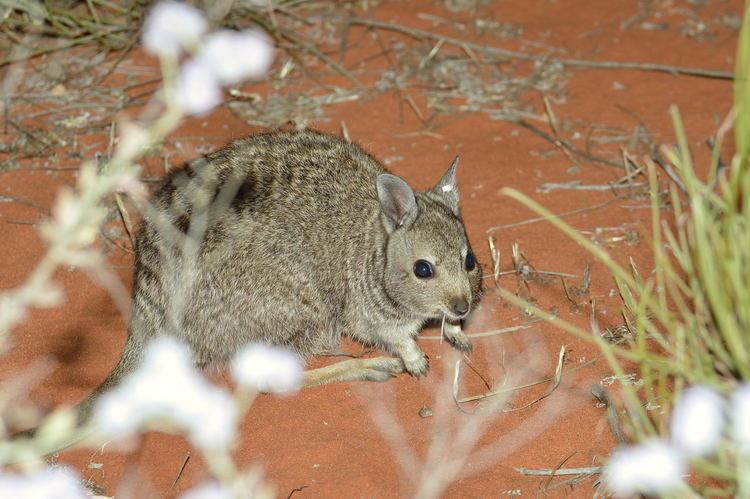 Photo of Banded Hare-wallaby