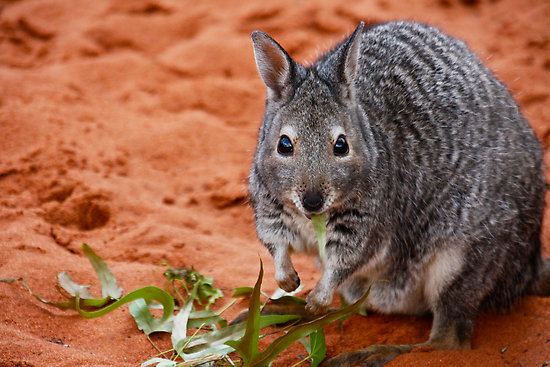 Banded hare-wallaby Banded HareWallabyquot Shark Bay Western Australiaquot Posters by