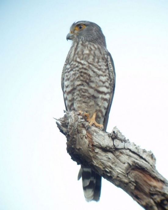 Banded kestrel Banded Kestrel BirdForum Opus