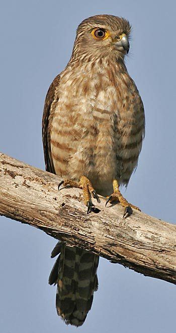 Banded kestrel Surfbirds Online Photo Gallery Search Results