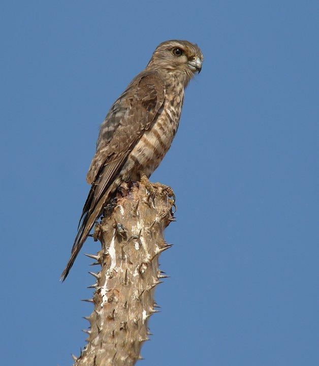 Banded kestrel Banded Kestrel Falco zoniventris videos photos and sound